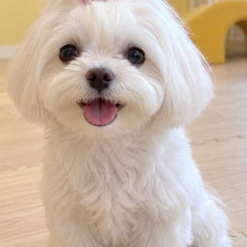 흰 강아지 사진
